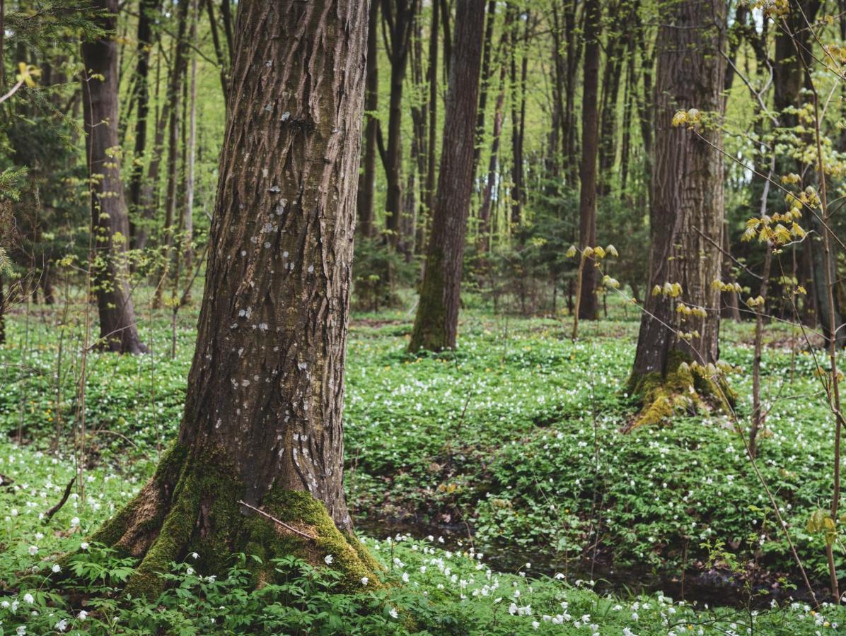 Lesna 21 Dom Poludnie Przy Puszcza Bialowieska Luka Bagian luar foto